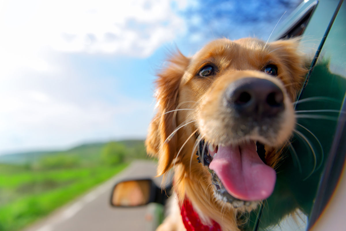 Bring Fido along for the ride when you stay at Saskatoon pet friendly hotels.